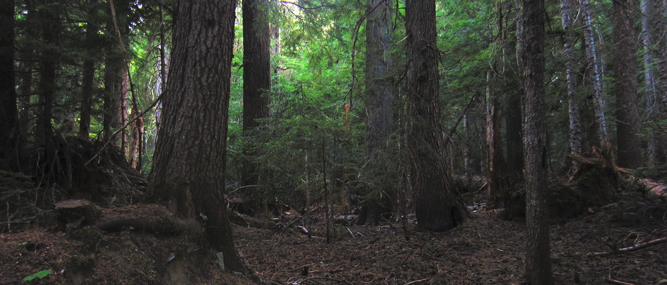 cropped-Davokar-Symbaroum-Dark-Forest-1.jpg
